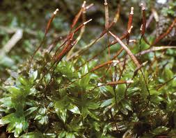 Attēlu rezultāti vaicājumam “Tortula subulata”