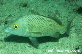 Image result for Haemulon carbonarium