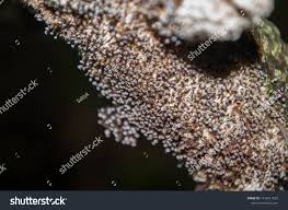 Attēlu rezultāti vaicājumam “Didymium minus”