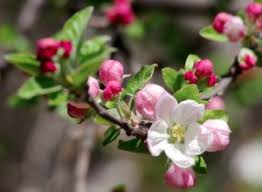 Attēlu rezultāti vaicājumam “Rosaceae”