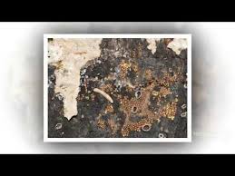 Attēlu rezultāti vaicājumam “Diderma cinereum”