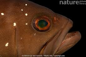 Image result for Hyporthodus niveatus