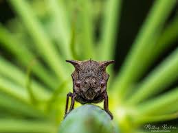 Attēlu rezultāti vaicājumam “Centrotus cornutus”