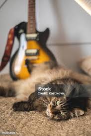Image result for Cat sleeping in guitar