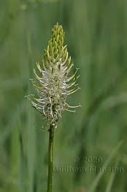 Attēlu rezultāti vaicājumam “Phyteuma spicatum bud”