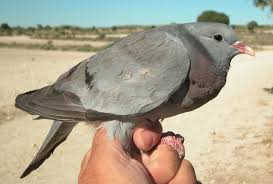Attēlu rezultāti vaicājumam “Columba livia f. domestica adult”