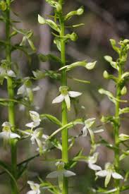 Attēlu rezultāti vaicājumam “Platanthera bifolia flower”