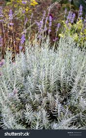 Attēlu rezultāti vaicājumam “Lavandula angustifolia leaf”