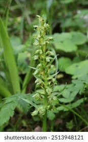 Attēlu rezultāti vaicājumam “Coeloglossum viride leaf”