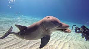 Image result for Durley Dolphin Diver