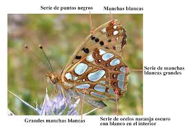 Attēlu rezultāti vaicājumam “Issoria lathonia”