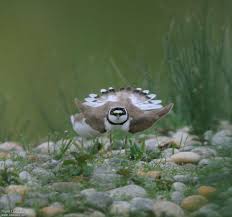 Attēlu rezultāti vaicājumam “Charadrius dubius adult”