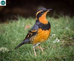 Image result for Ixoreus naevius