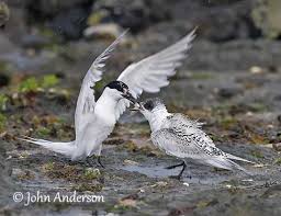 Attēlu rezultāti vaicājumam “Sterna sandvicensis adult”