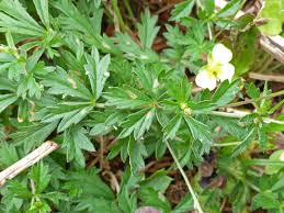 Image result for Potentilla erecta