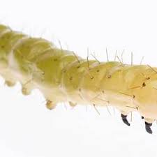 Attēlu rezultāti vaicājumam “Phronia sp. larva”