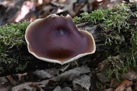 Attēlu rezultāti vaicājumam “Polyporus badius”