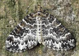 Attēlu rezultāti vaicājumam “Electrophaes corylata”