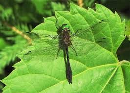 Attēlu rezultāti vaicājumam “Cordulidae”