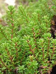 Attēlu rezultāti vaicājumam “Empetrum nigrum leaf”