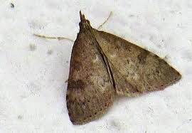 Attēlu rezultāti vaicājumam “Udea prunalis”