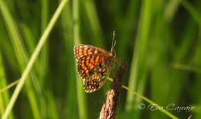 Attēlu rezultāti vaicājumam “Melitaea diamina underside”