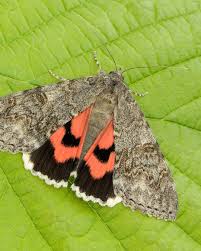 Attēlu rezultāti vaicājumam “Catocala nupta”