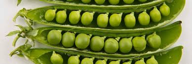 Attēlu rezultāti vaicājumam “Pisum sativum”