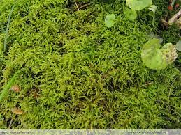 Attēlu rezultāti vaicājumam “Hylocomiastrum umbratum”