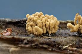 Attēlu rezultāti vaicājumam “Heterotrichia obvelata (syn. Arcyria obvelata) spores”