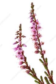 Attēlu rezultāti vaicājumam “Calluna vulgaris flower”