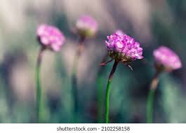 Attēlu rezultāti vaicājumam “Armeria vulgaris bud”