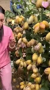 Attēlu rezultāti vaicājumam “Herminium monorchis fruit”