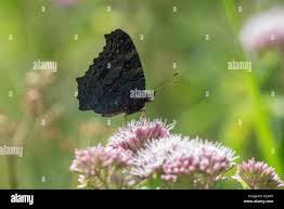 Attēlu rezultāti vaicājumam “Inachis io underside”