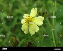 Attēlu rezultāti vaicājumam “Potentilla erecta fruit”