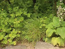 Attēlu rezultāti vaicājumam “Carex spicata”