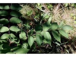 Attēlu rezultāti vaicājumam “Juglans cinerea”