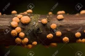 Attēlu rezultāti vaicājumam “Nectria cinnabarina”