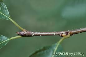 Attēlu rezultāti vaicājumam “Sorbus alnifolia”