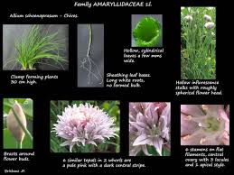 Attēlu rezultāti vaicājumam “Allium schoenoprasum bud”