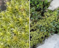 Attēlu rezultāti vaicājumam “Racomitrium canescens”