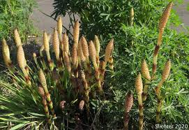 Attēlu rezultāti vaicājumam “Equisetum telmateia”