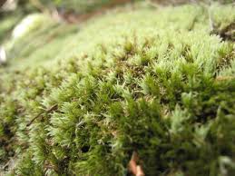 Attēlu rezultāti vaicājumam “Eurhynchiastrum pulchellum macro”