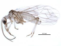 Attēlu rezultāti vaicājumam “Coniopterygidae”