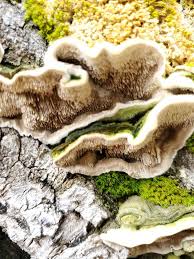 Attēlu rezultāti vaicājumam “Cerrena unicolor”