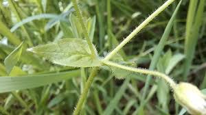 Attēlu rezultāti vaicājumam “Stellaria nemorum flower”