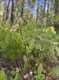 Attēlu rezultāti vaicājumam “Vaccinium angustifolium”