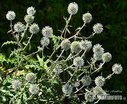 Attēlu rezultāti vaicājumam “Echinops sphaerocephalus”