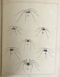 Attēlu rezultāti vaicājumam “Aranei”