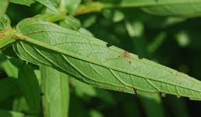 Attēlu rezultāti vaicājumam “Lythrum salicaria leaf”